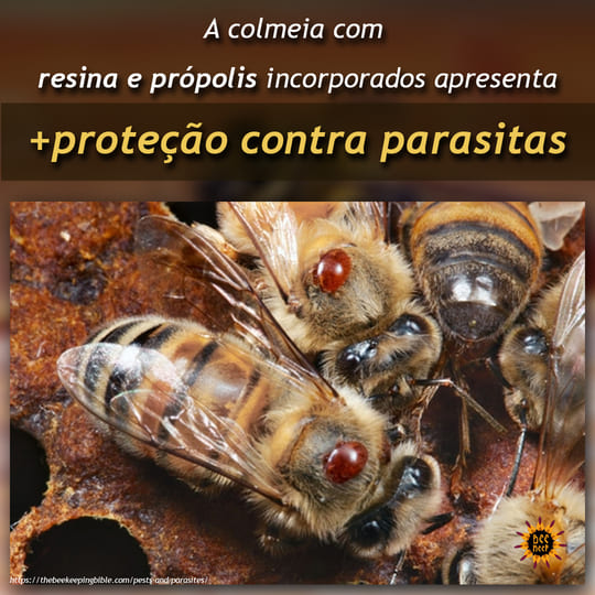 Abelhas proteção contra parasitas